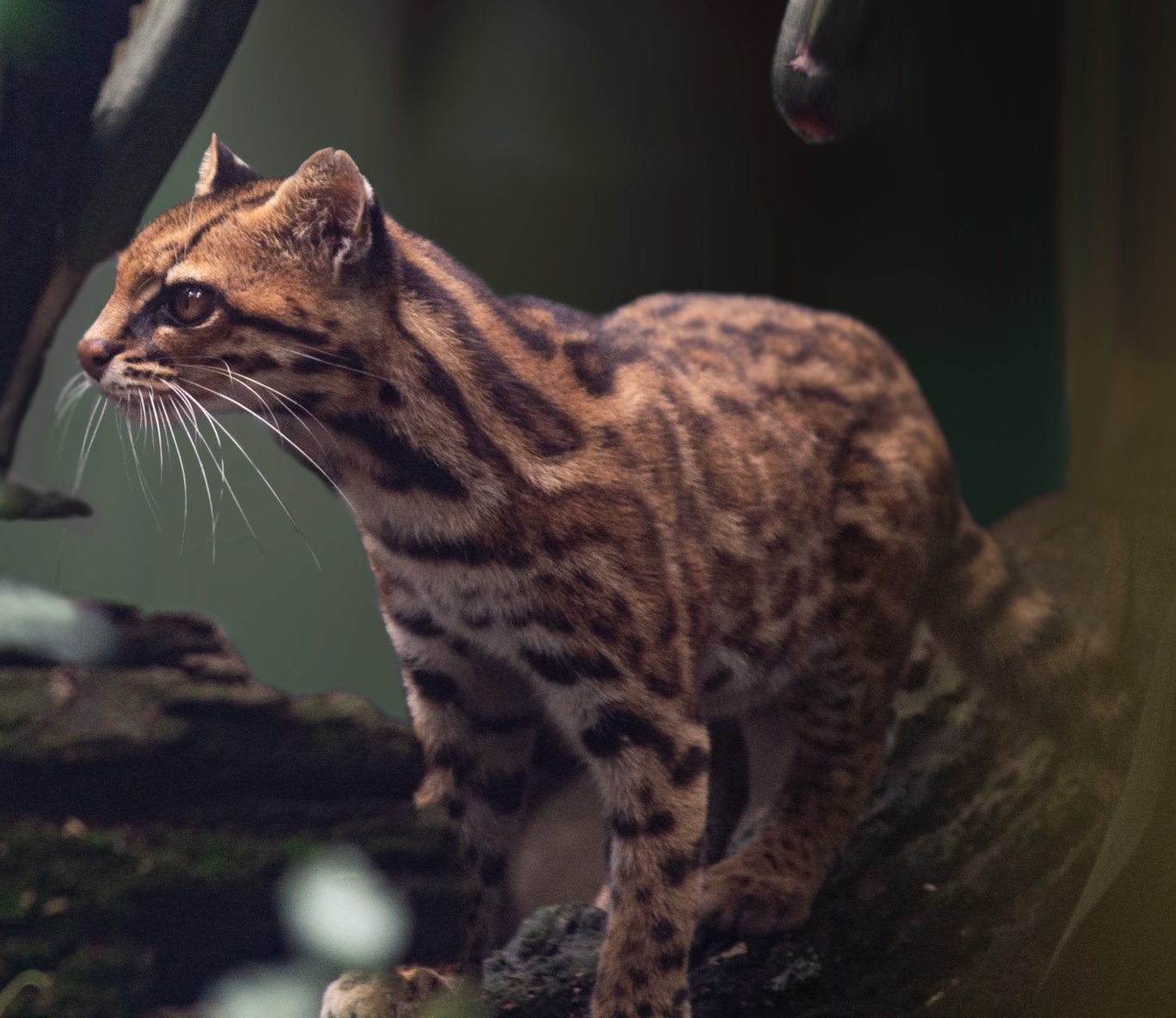 Leopardus pardinoides