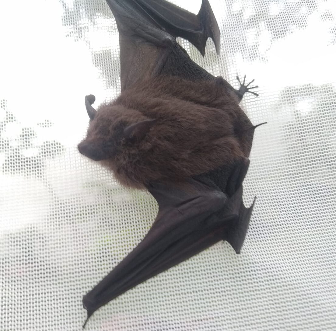Saccopteryx antioquensis