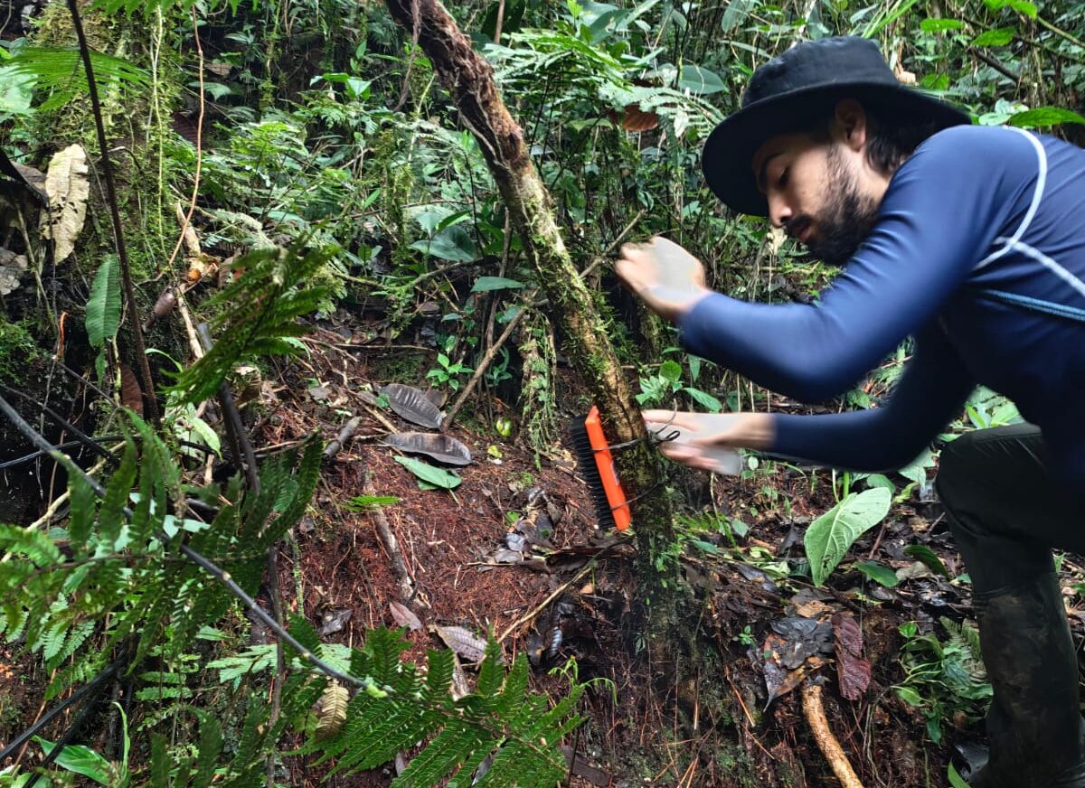 Genética del paisaje del tigrillo lanudo