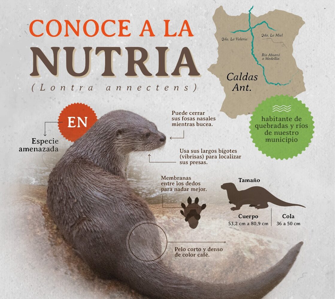 Monitoreo participativo de nutria