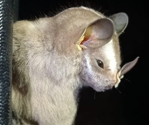 Voladores Invisibles-Plathyrrhinus helelri