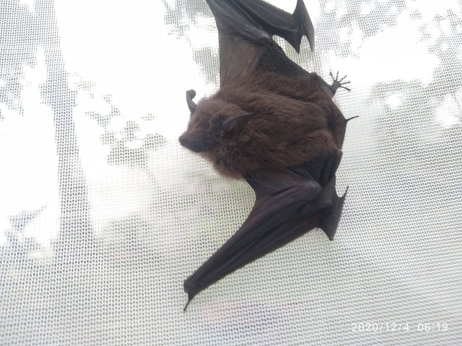 Saccopteryx antioquensis